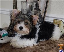 biewer yorkshire terriers puppy posted by teresita lopez